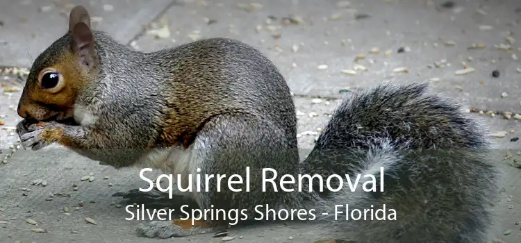 Squirrel Removal Silver Springs Shores - Florida