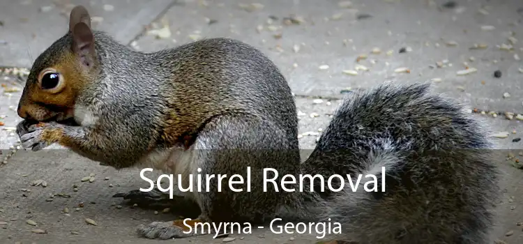 Squirrel Removal Smyrna - Georgia