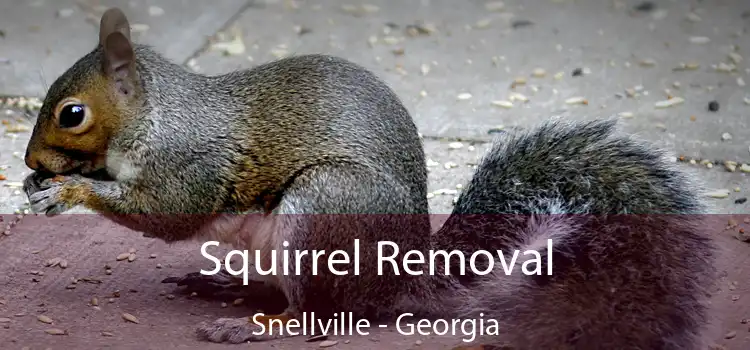 Squirrel Removal Snellville - Georgia