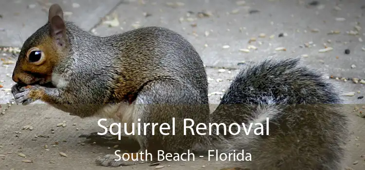 Squirrel Removal South Beach - Florida