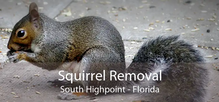 Squirrel Removal South Highpoint - Florida