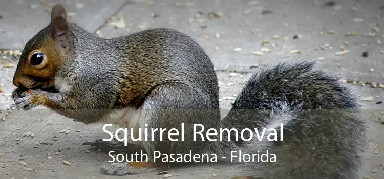 Squirrel Removal South Pasadena - Florida