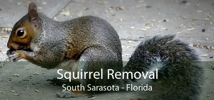 Squirrel Removal South Sarasota - Florida