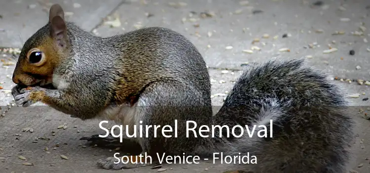 Squirrel Removal South Venice - Florida