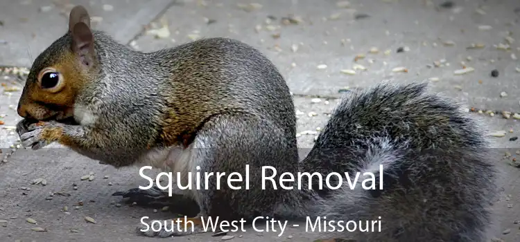 Squirrel Removal South West City - Missouri