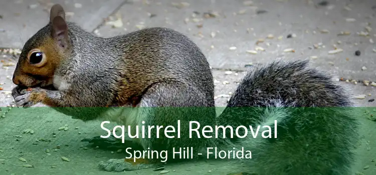 Squirrel Removal Spring Hill - Florida
