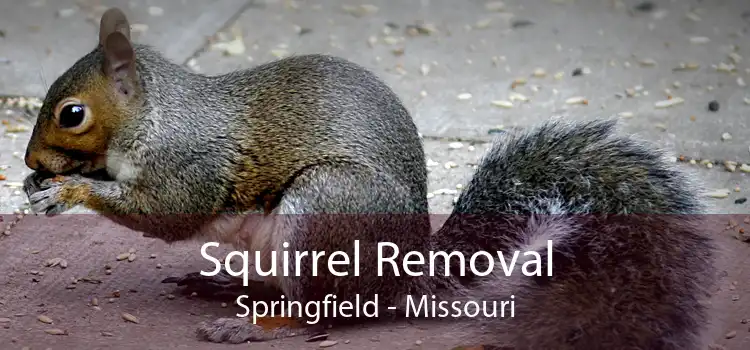 Squirrel Removal Springfield - Missouri