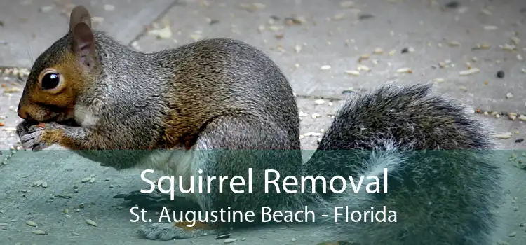 Squirrel Removal St. Augustine Beach - Florida