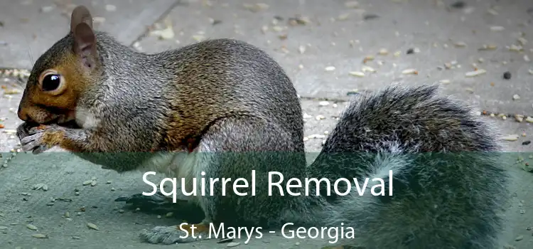 Squirrel Removal St. Marys - Georgia