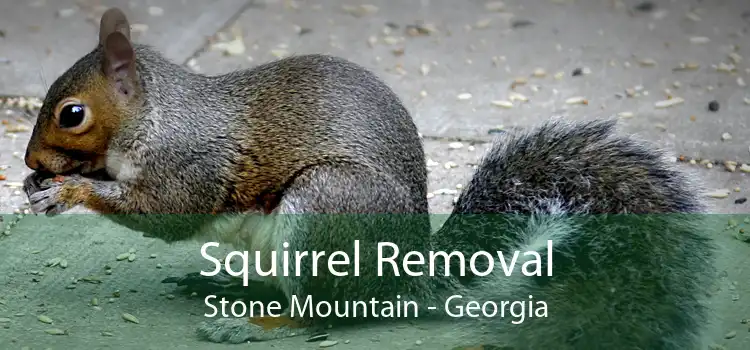 Squirrel Removal Stone Mountain - Georgia