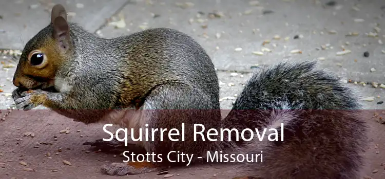 Squirrel Removal Stotts City - Missouri