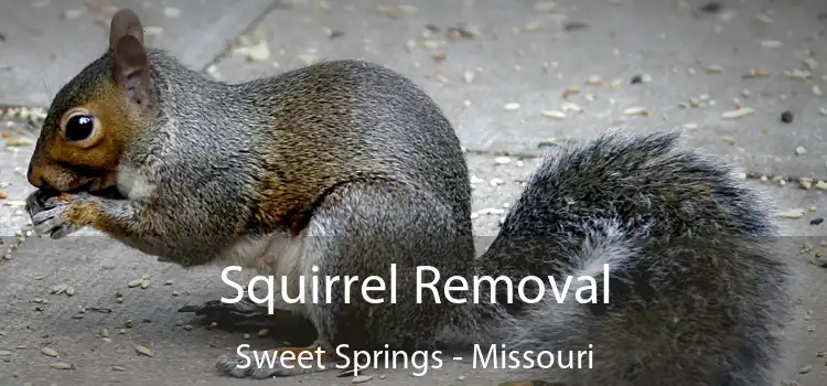 Squirrel Removal Sweet Springs - Missouri