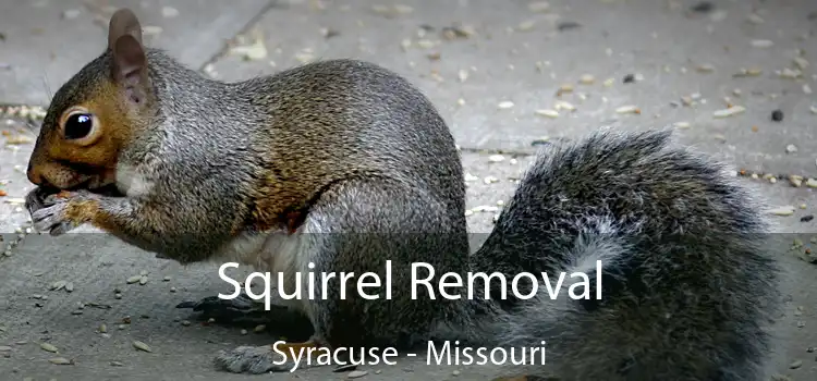 Squirrel Removal Syracuse - Missouri