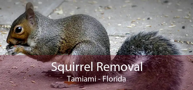Squirrel Removal Tamiami - Florida