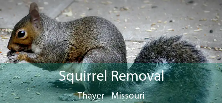 Squirrel Removal Thayer - Missouri