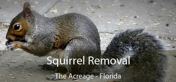 Squirrel Removal The Acreage - Florida