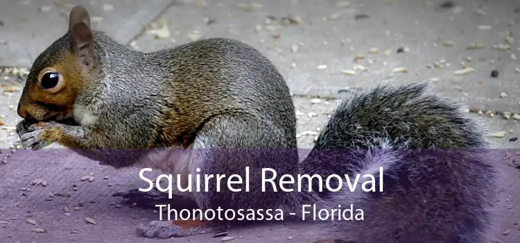 Squirrel Removal Thonotosassa - Florida