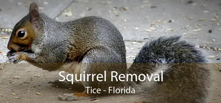 Squirrel Removal Tice - Florida
