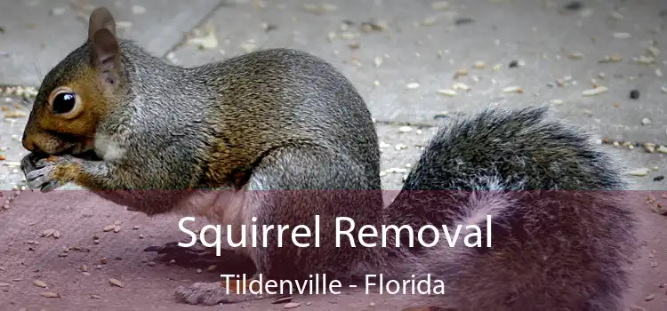 Squirrel Removal Tildenville - Florida