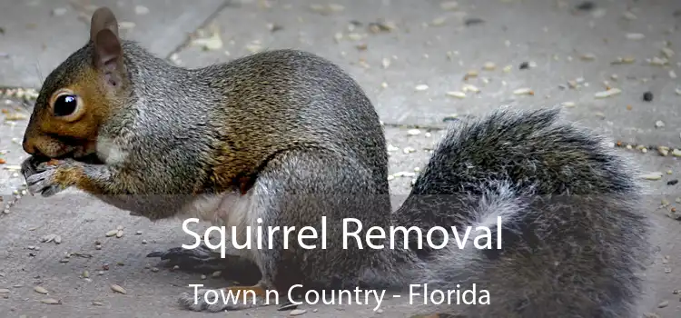 Squirrel Removal Town n Country - Florida