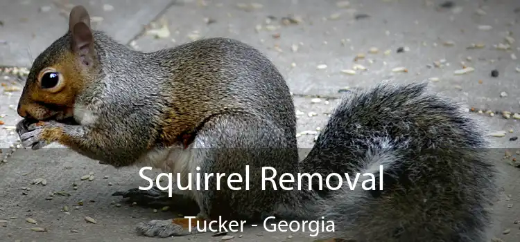 Squirrel Removal Tucker - Georgia