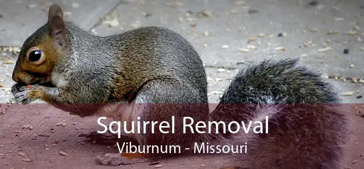 Squirrel Removal Viburnum - Missouri