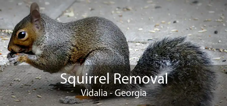 Squirrel Removal Vidalia - Georgia