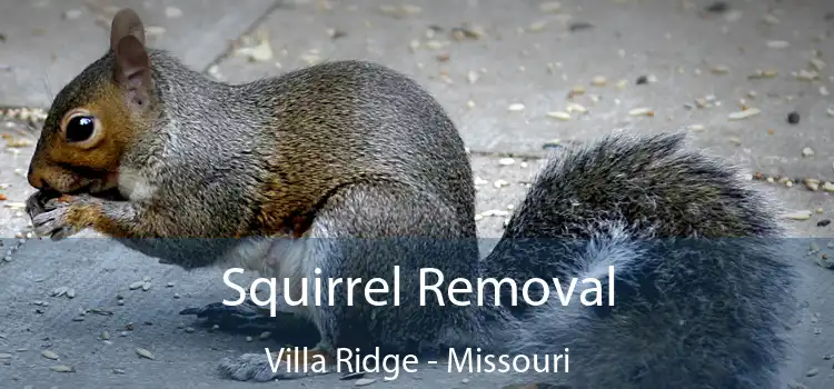 Squirrel Removal Villa Ridge - Missouri