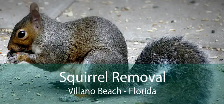 Squirrel Removal Villano Beach - Florida