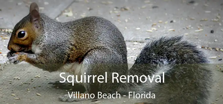 Squirrel Removal Villano Beach - Florida