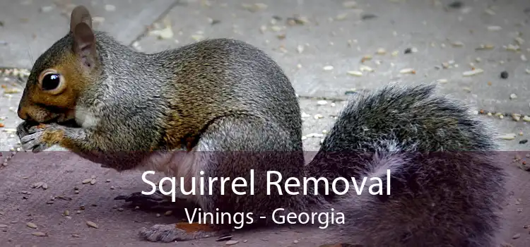 Squirrel Removal Vinings - Georgia