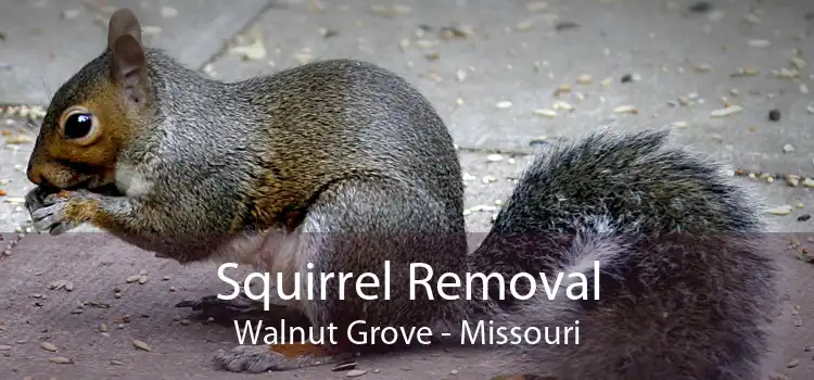 Squirrel Removal Walnut Grove - Missouri