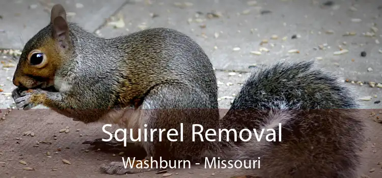 Squirrel Removal Washburn - Missouri