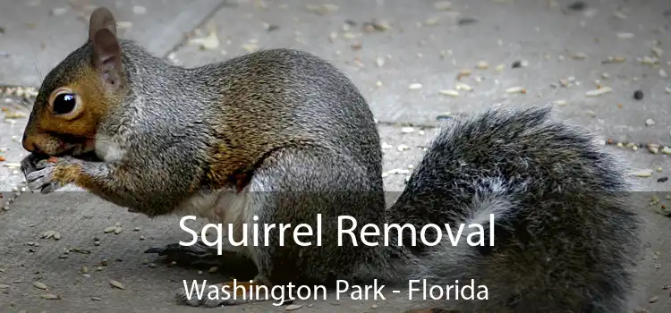 Squirrel Removal Washington Park - Florida