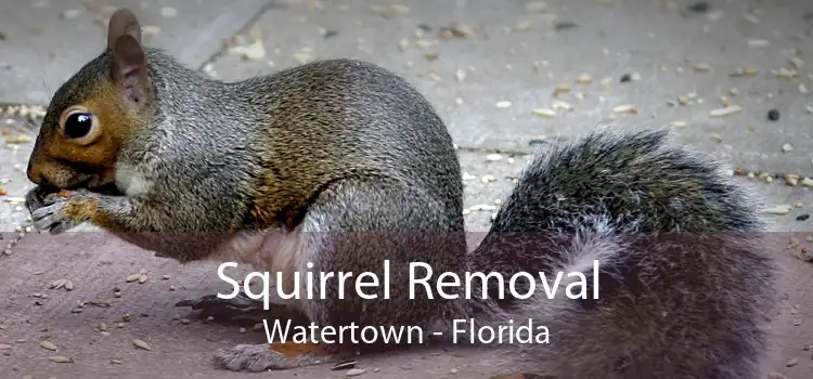 Squirrel Removal Watertown - Florida