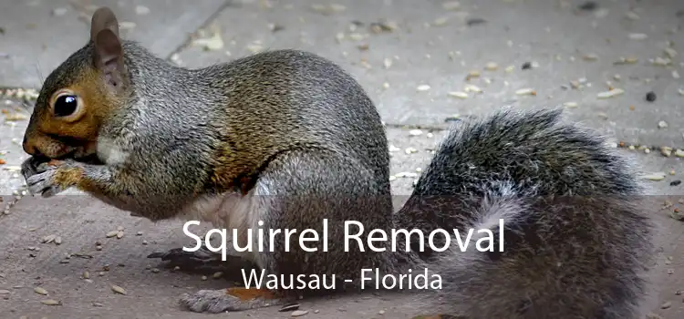 Squirrel Removal Wausau - Florida