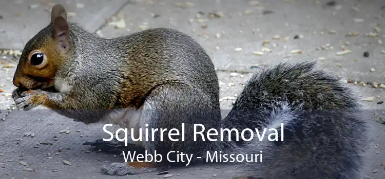 Squirrel Removal Webb City - Missouri