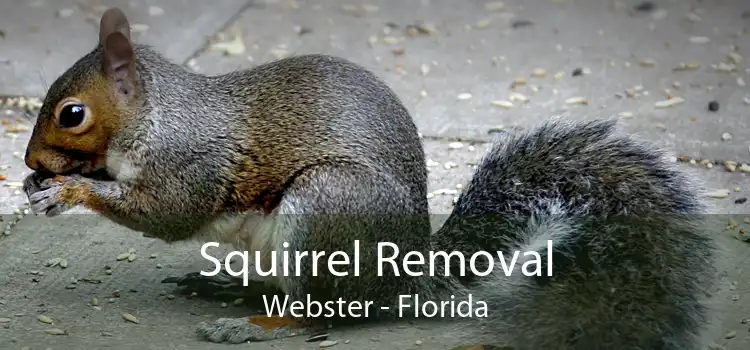 Squirrel Removal Webster - Florida