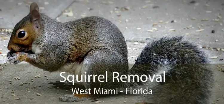 Squirrel Removal West Miami - Florida