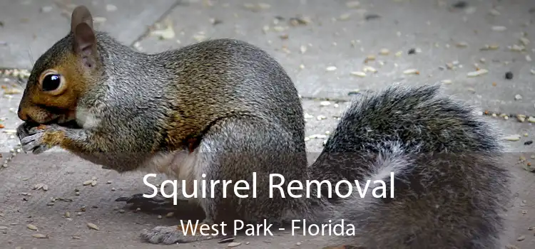 Squirrel Removal West Park - Florida