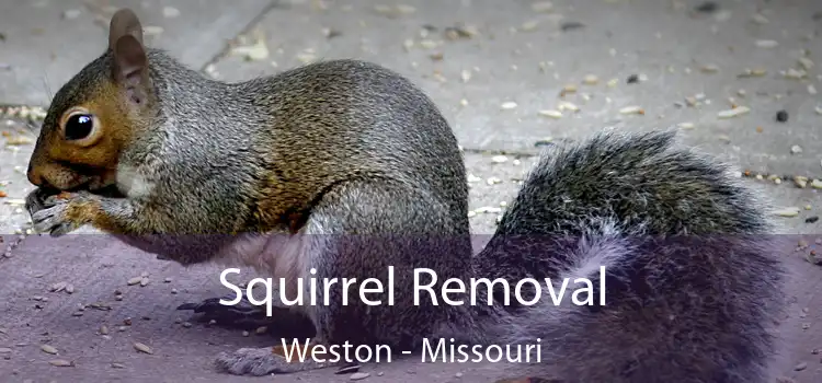 Squirrel Removal Weston - Missouri