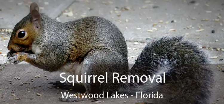 Squirrel Removal Westwood Lakes - Florida