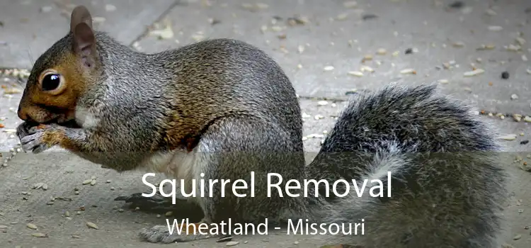 Squirrel Removal Wheatland - Missouri