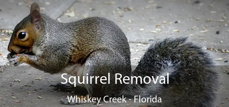 Squirrel Removal Whiskey Creek - Florida