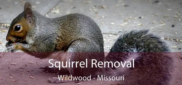 Squirrel Removal Wildwood - Missouri