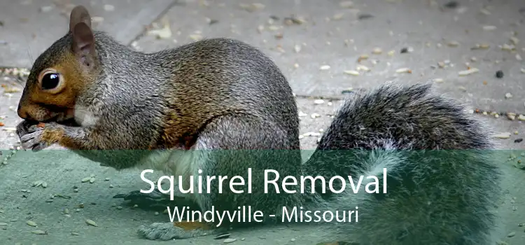 Squirrel Removal Windyville - Missouri