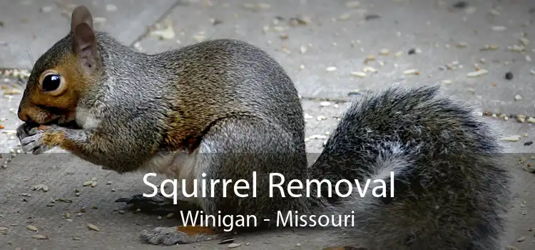 Squirrel Removal Winigan - Missouri