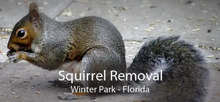 Squirrel Removal Winter Park - Florida