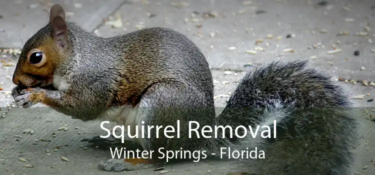 Squirrel Removal Winter Springs - Florida