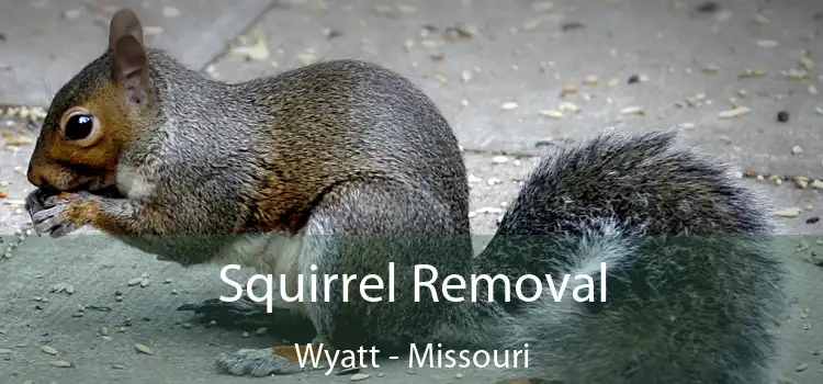 Squirrel Removal Wyatt - Missouri